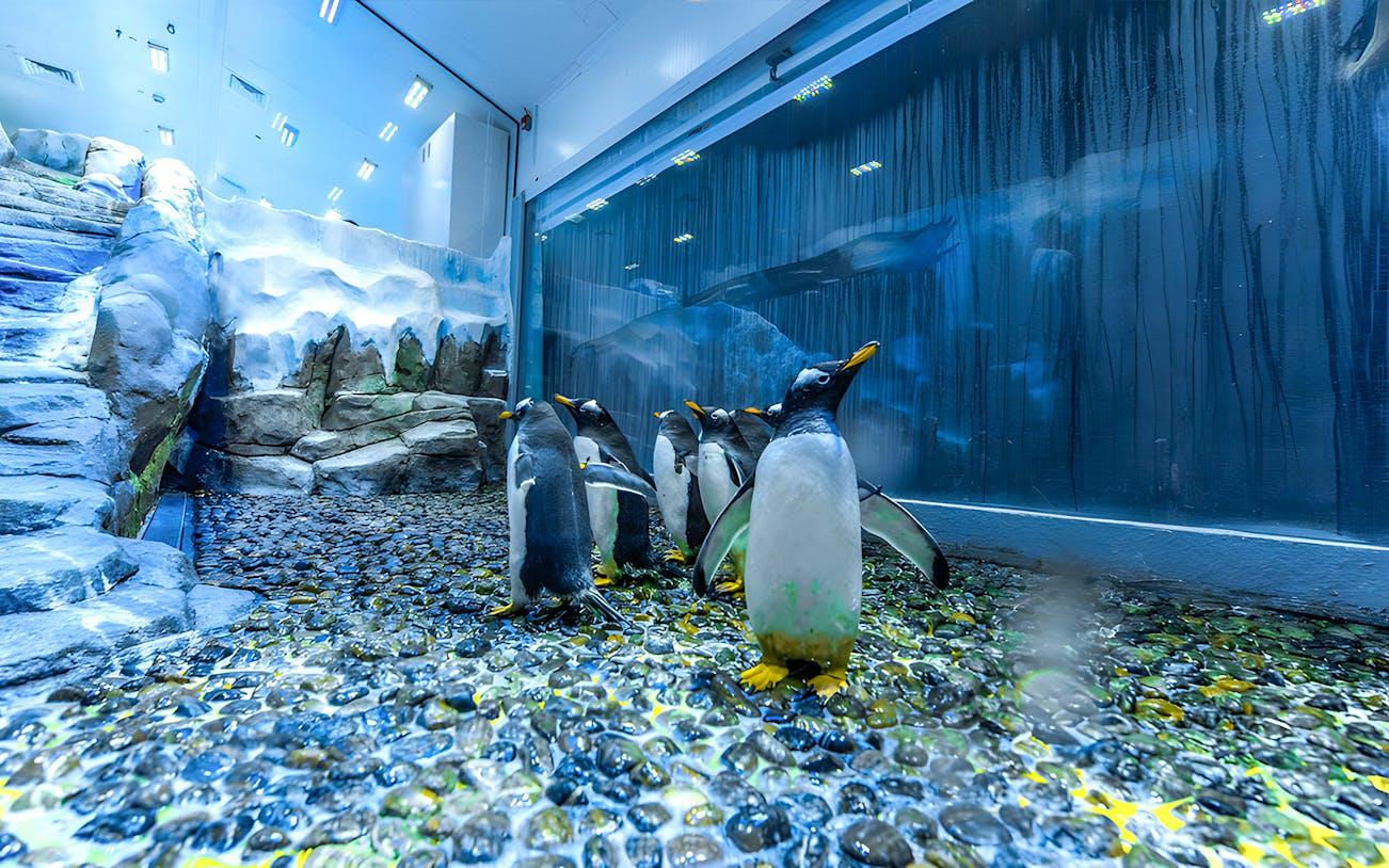 Dubai Aquarium & Underwater Zoo Tickets Dubai Aquarium & Underwater Zoo Tickets