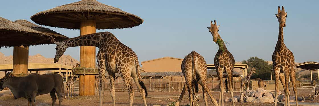 Dubai Safari Park Tickets