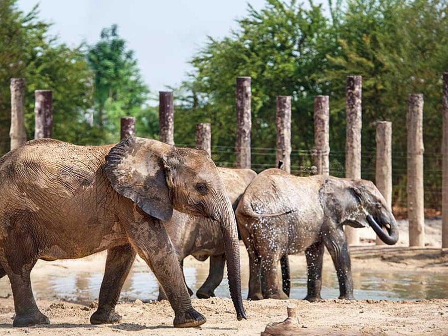 Dubai Safari Park Elephant in Dubai Dubai Safari Park Elephant in Dubai