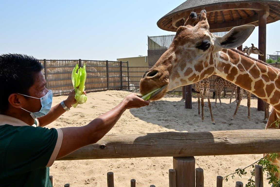 Dubai Safari Park Giraffe Dubai Safari Park Giraffe