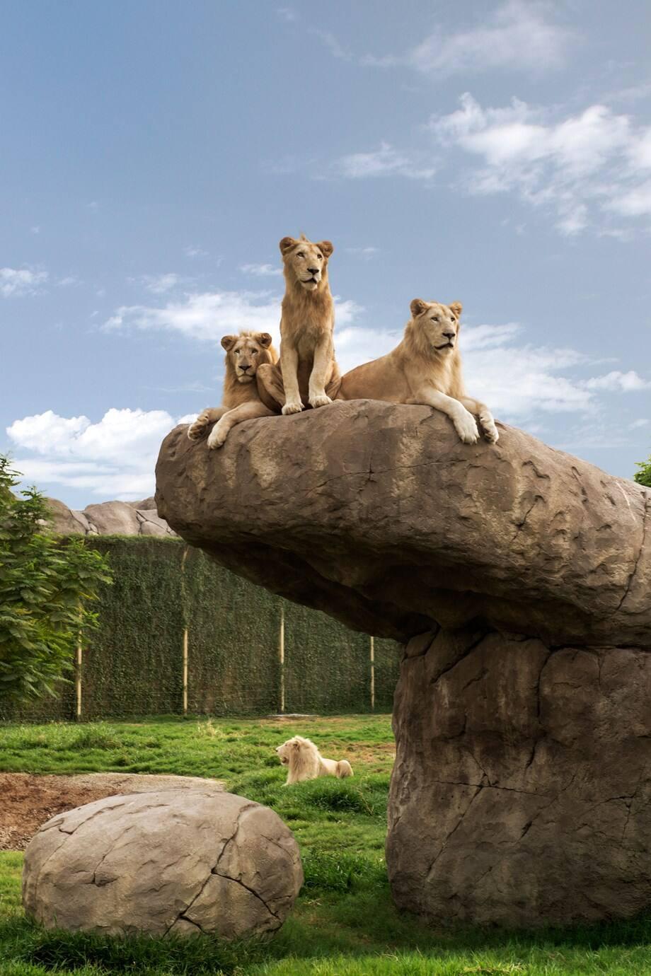 https://bsxzkfvxusmhtskpdvnx.supabase.co/storage/v1/object/sign/media/uploads/1787553530405-Dubai%20Safari%20Park%20lions%20in%20Dubai.jpg?token=eyJraWQiOiJzdG9yYWdlLXVybC1zaWduaW5nLWtleV8wNmE0MTQyNS02ZjQzLTRjNDctOWNlOC03OTZjYmI4ZTM1NzAiLCJhbGciOiJIUzI1NiJ9.eyJ1cmwiOiJtZWRpYS91cGxvYWRzLzE3ODc1NTM1MzA0MDUtRHViYWkgU2FmYXJpIFBhcmsgbGlvbnMgaW4gRHViYWkuanBnIiwic2NvcGUiOiJkb3dubG9hZCIsImlhdCI6MTc4NzU1MzUzMSwiZXhwIjoyMTAyOTEzNTMxfQ.DrBfSgHwGHsu3KtF0Gep8zC1vcSn2DE2m4ZSgVIG5Ww Dubai Safari Park Loin in Dubai